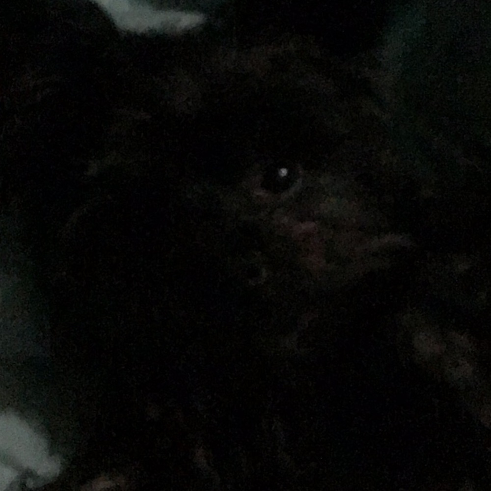 Meet your Posher, Bella